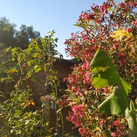 Hotel Bungalow Elea